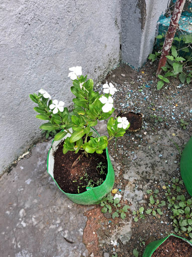 White flowers in a green pot