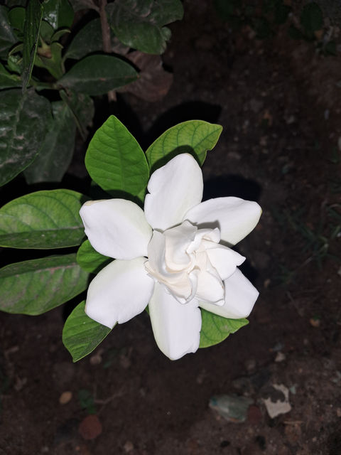 White gardenia flower in bloom