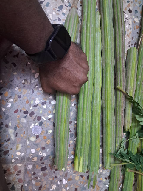 Hand holding fresh moringa sticks