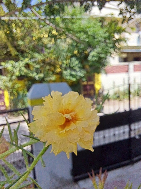 Bright yellow flower blooming outdoors