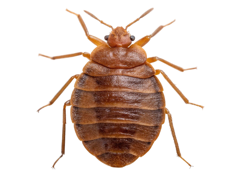 close-up-common-bed-bug-cimex-lectularius-transparent-background.png