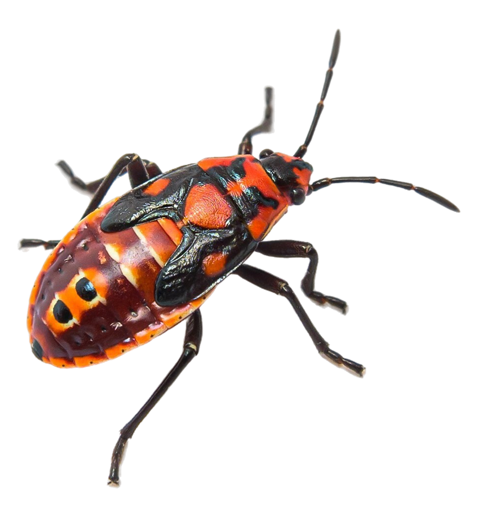nymph-stage-seed-bug-spilostethus-pandurus-lygaeinae-specie-isolated-white_edited.png