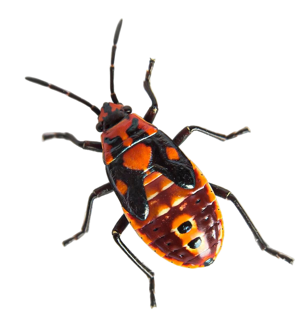 nymph-stage-seed-bug-spilostethus-pandurus-lygaeinae-specie-isolated-white (1)_edited.png