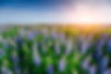 wild-blue-lupinus-blooming-high-grass-summer.jpg