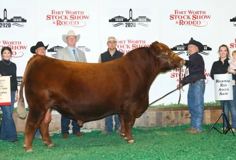 Red Angus Bulls Cattle Semen Sires Texas