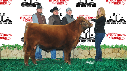 Red Angus, Sired by Bieber Rollin Deep