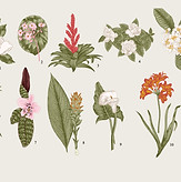 Illustrator botanique