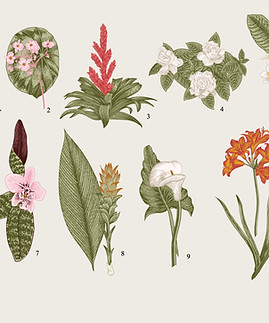 Botanic Illustrator