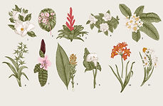 Botanic Illustrator