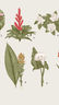 Las plantas comestibles y medicinales y los Bere (1)