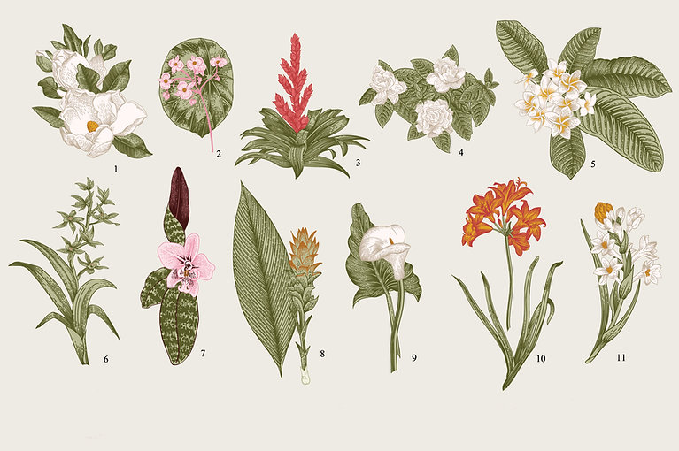 Botanic Illustrator