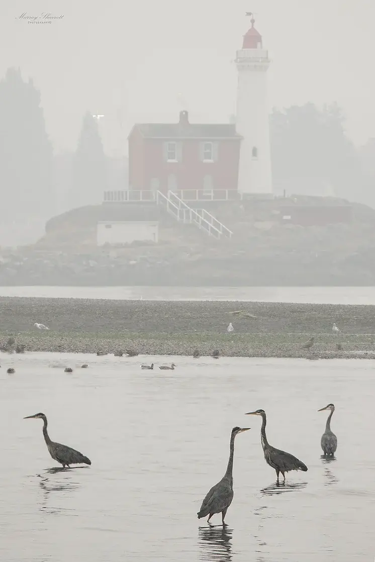 Fisgard Smoky Herons