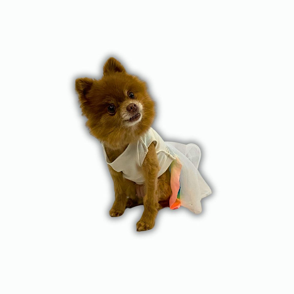 Thumbnail: Upcycled PRIDE Dog Dress