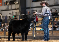 Stock Show 2025