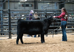 National Stock Show 2023