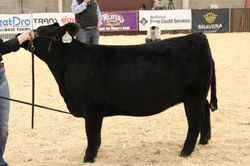 NILE: Northern International Livestock Exposition 2023