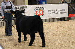 NILE: Northern International Livestock Exposition 2023