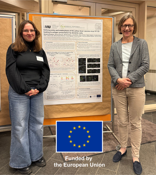 Understanding Vaccine Immunity: LMU Team Reveals How Dendritic Cells Process Yellow Fever Vaccine Virus