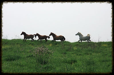 Livestock and farm care