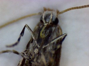 Death of a Moth