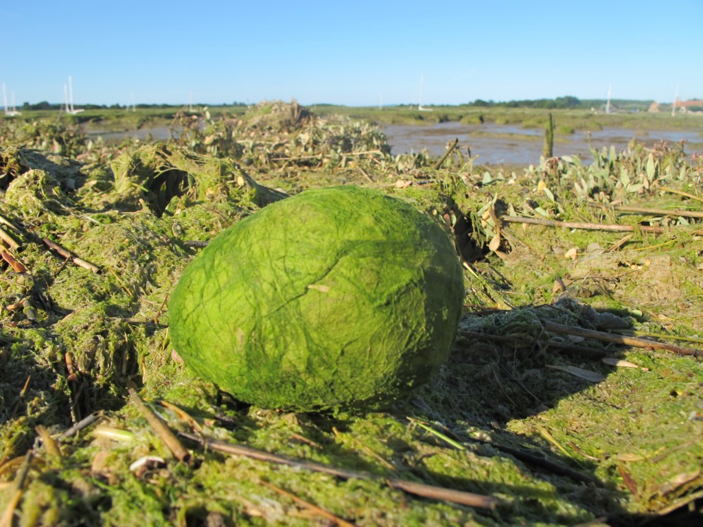 Green Algaegg