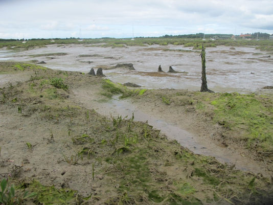 Sans Samphire