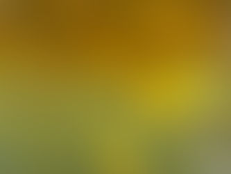 Infusion (Gorse Flowers)