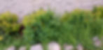 We offer weed control services