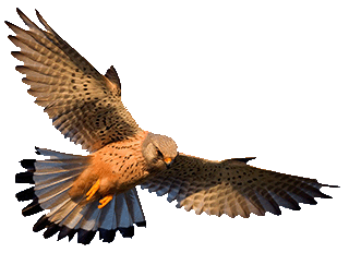 hovering_kestrel.gif