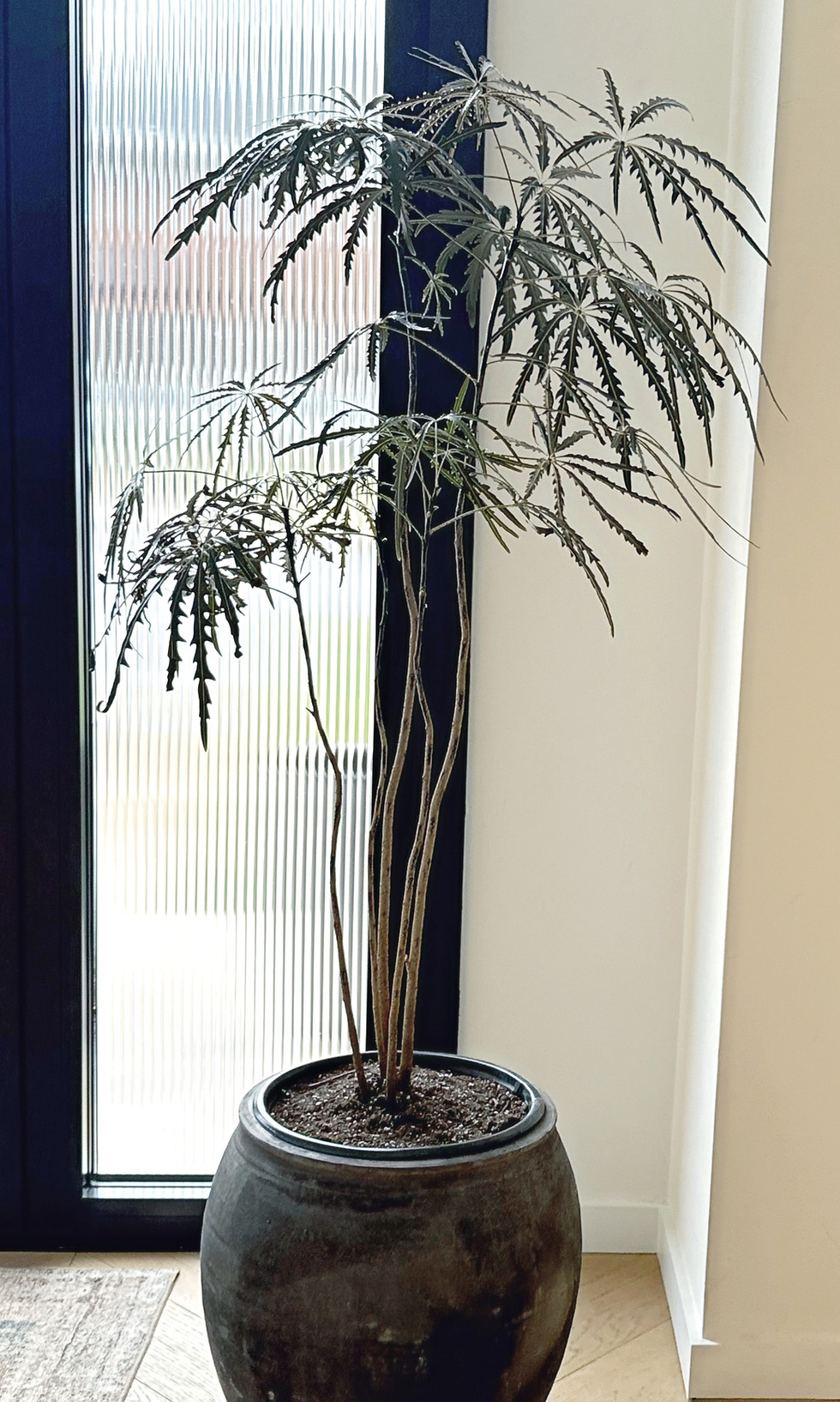 Rare indoor plants Toronto: Dizygotheca elegantissima in a pot