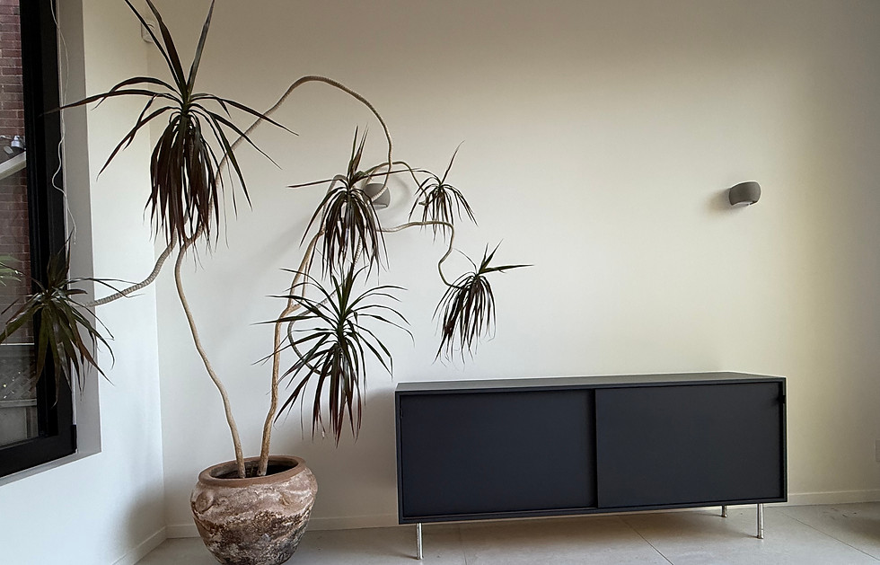 Large rare indoor plant in a Toronto home interior.