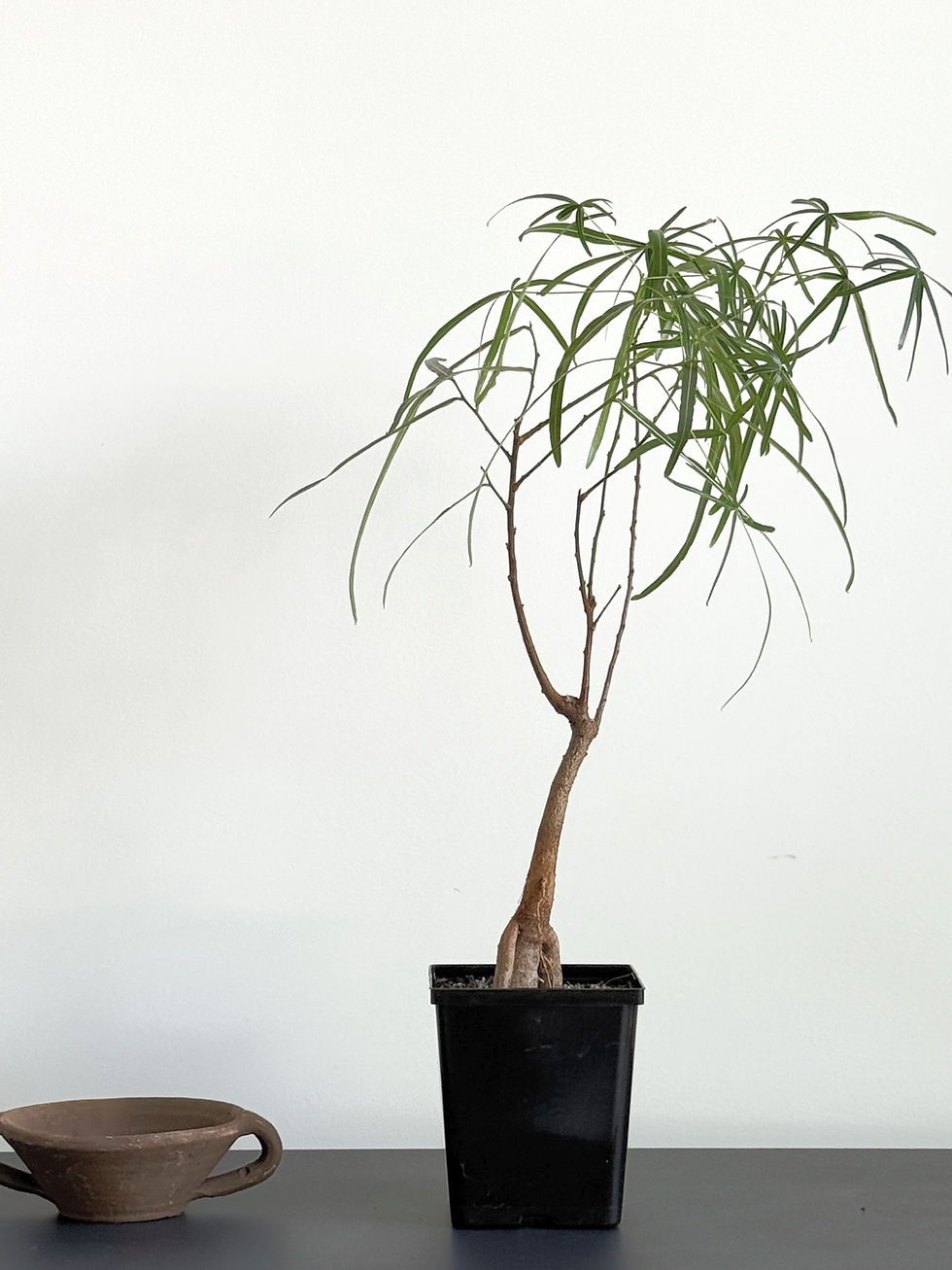 Rare indoor plants Toronto: Potted Queensland Bottle Tree