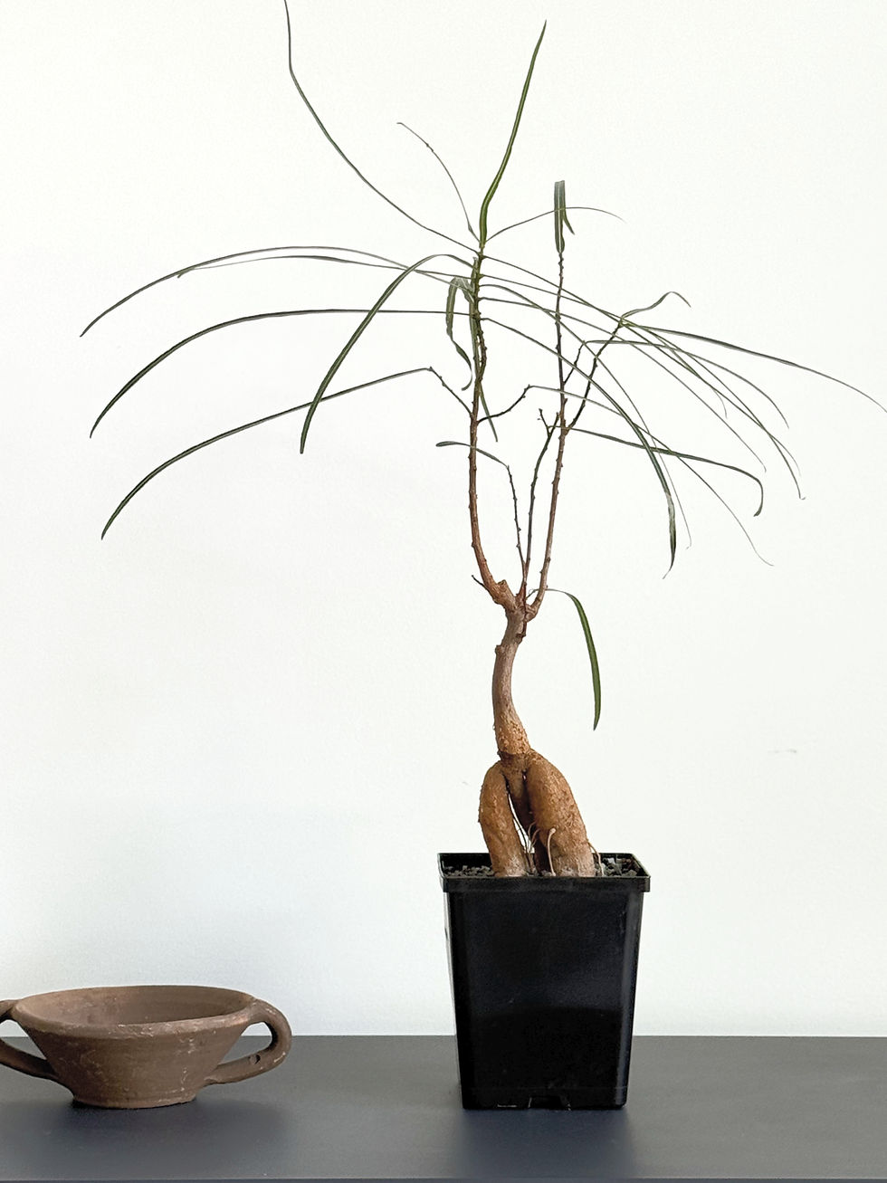 Rare indoor plants Toronto: caudiciform plant in pot