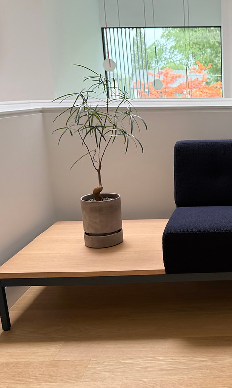 Rare indoor plants Toronto on a modern sofa side table