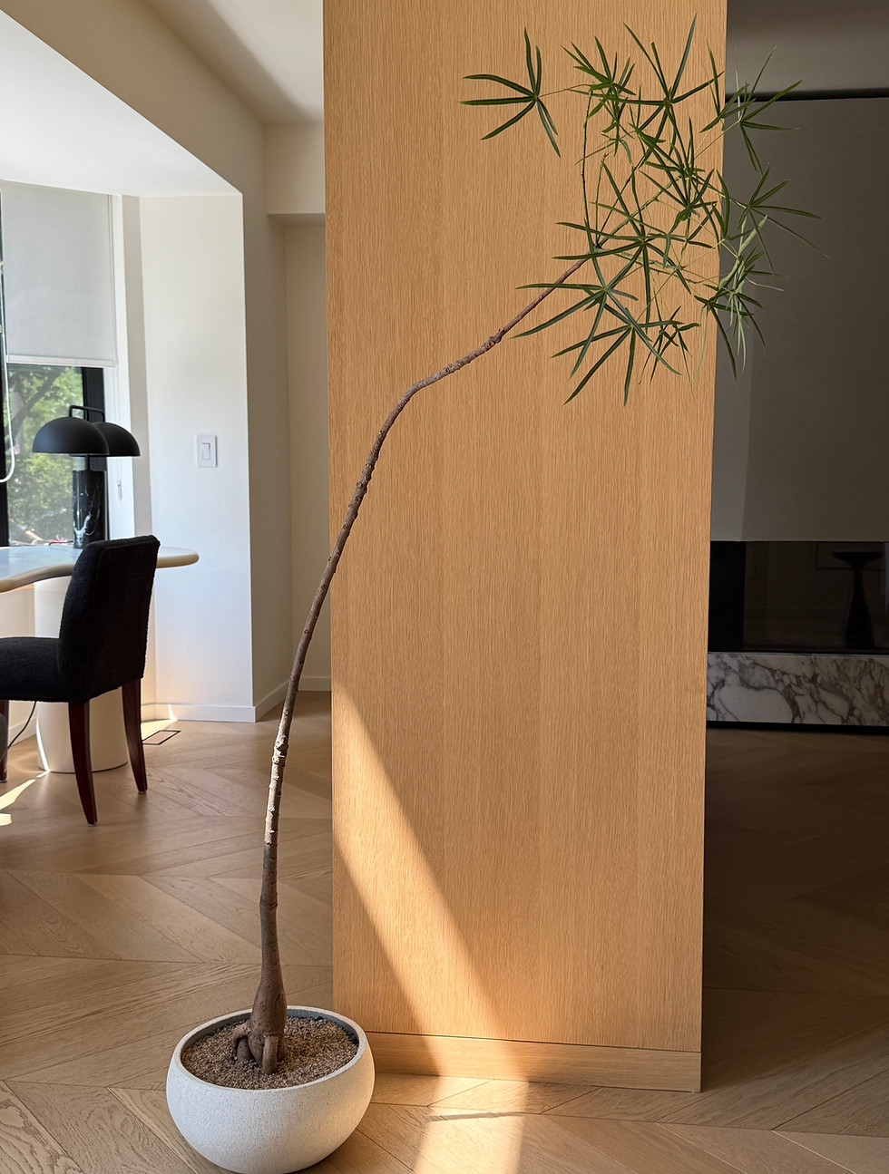 Tall rare indoor plant in a white pot in a Toronto home