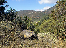 Marginata vor einer weiten Berglandschaft.pg