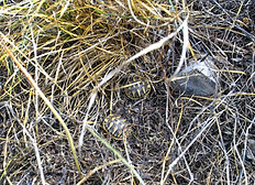 2 Geschwister im Pflanzenspreu.Schluepfling.jpg