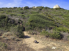 Marginata am Fuß eines felsigen Hanges.