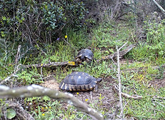 Marginata im Unterholz.