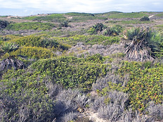 Polsterartig überwuchtertes Habitat.