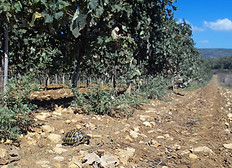 Zerstörter Lebensraum Weinberg..jpg