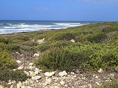 Kalksteinhaltiges Habitat.