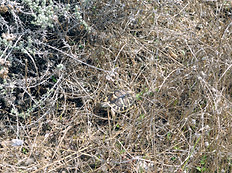 Schlüpfling im Pflanzenfilz