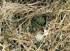 Schlupf aus der Eiogrube.