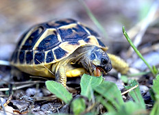 Jungtier beim Fressen von jungen Blättern.