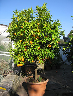 IMG_0274k.jpg