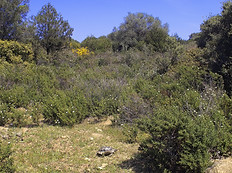 Marginata auf einer Macchialichtung.5.jpg