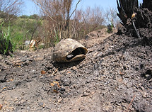 Nach einem Flächenbrand findet man immer wieder ausgebrannte Schildkrötenpanzer.