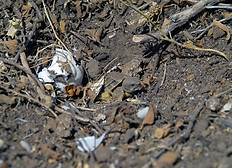 Schlupf aus der Eigrube.