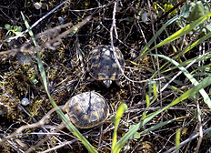 2 Schlüpflinge auf Futtersuche.